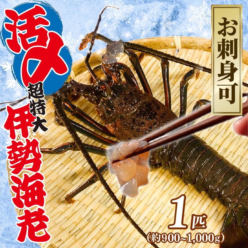 【ふるさと納税】 【9月以降順次発送】 【数量限定】伊勢海老 活〆冷凍伊勢海老 1匹 (900~1000g) お刺身 海老 エビ 刺し身 エビマヨ 味噌汁 天ぷら 天丼 鬼瓦焼き 甘み 旨味 美味しい 冷凍 氷締め 大きい 贅沢 ご褒美 豪華 ギフト プレゼント 贈答 治吉水産 千葉県 旭市