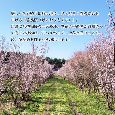 ふるさと納税 酒田市 「はじまりの桜」庄内の桜!酒田市の高橋さんの啓翁桜 125cm (2026年2月中旬より発送) |  | 01