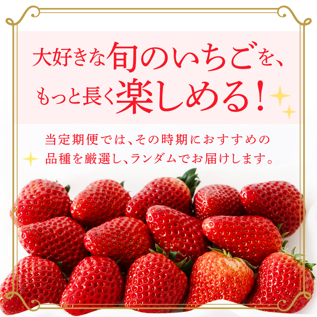 【定期便】旬ないちご品種おまかせ6ヶ月連続お届け便 （約