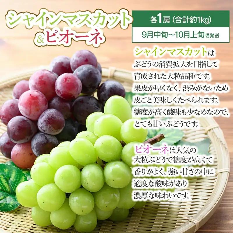 【令和8年産先行予約】鶴岡食べきりフルーツ定期便（3回お届け）　庄内砂丘メロン・シャインマスカット＆ピオーネ・庄内柿 山形県 鶴岡市