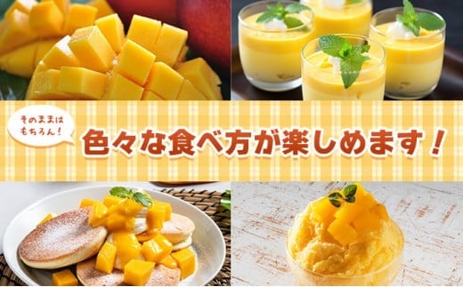 2026年 先行予約 アップルマンゴー 約4kg 8～12玉入り 八重山マンゴー品評会総合1位を計3回獲得！高糖度保証！農園ファイミール 濃厚 果物 フルーツ 約4kg (8～12玉)