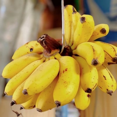 
            JAおきなわが厳選した季節の沖縄県産バナナ 2kg(旬の品種おまかせ)【1687539】
          