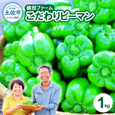 ふるさと納税 土佐市 高知県産 植田ファームのこだわりピーマン 1kg