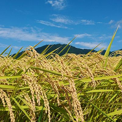 ふるさと納税 弥彦村 【令和7年産・2018年新嘗祭献上米】無洗米「伊彌彦米」5kg(5kg×1袋) 新潟県 弥彦村 |  | 03