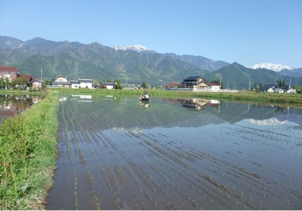 【令和8年産先行予約】コシヒカリ 特別栽培米 玄米 5kg | そば処こうや