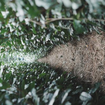 ふるさと納税 掛川市 【24本】掛川茶の香りを存分に味わうスパークリングティー | Apoptosis Sparkling |  | 03