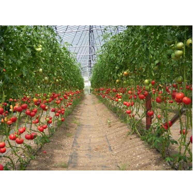 【煙樹の松野菜ブランド】
松とまと（アイコ）松きゅうりセット ※2024年11月中旬～2025年6月上旬頃に順次発送予定