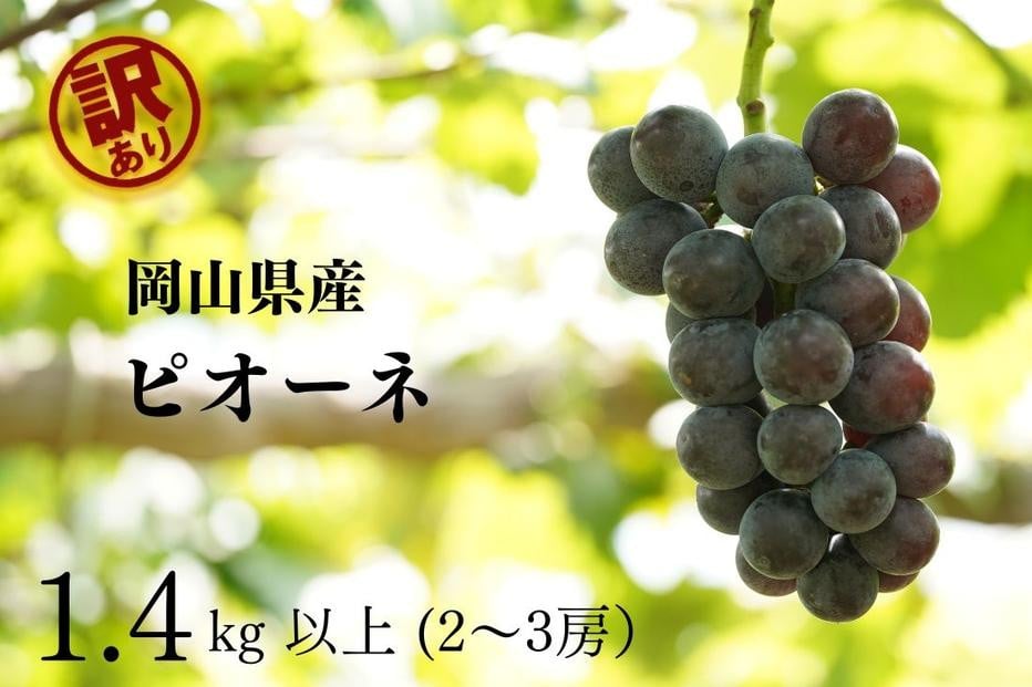 
            訳あり ニューピオーネ　2～3房 合計1.4kg以上 産地直送 朝採れ ぶどう 葡萄 岡山 Kawahara Green Farm　岡山県産 2025
          