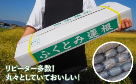 【祖母は101歳 健康長寿の源はれんこん！】 白石 れんこん 約3kg /新鮮なれんこんを産地直送！ れんこん 佐賀 白石れんこん 泥付きれんこん 夏はシャキシャキれんこん 冬はホクホクれんこん おで