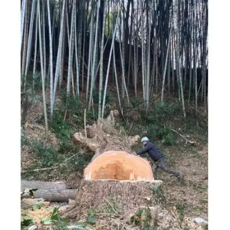 イチョウ(銀杏)のまな板(大)【1535257】