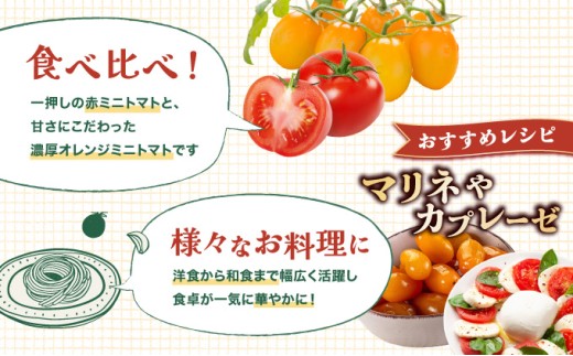 【先行販売】【ファーム雫】食べ比べセット　ミニトマト赤＆オレンジ計２kg【a127-005】 赤＆オレンジ