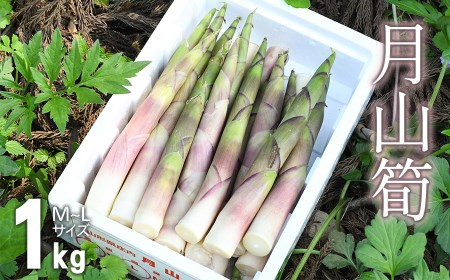 【令和8年産 先行予約】 月山筍 1kg　山形県鶴岡市産 JA庄内たがわ K-830