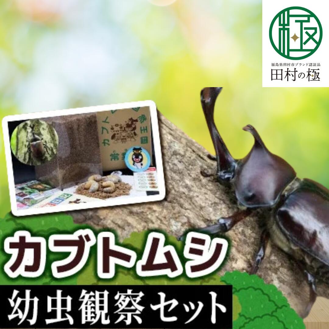 【ふるさと納税】 ＼2026年発送分 先行予約／ カブトムシ 幼虫 観察セット 2026年4月から発送開始 自由研究 昆虫 成虫 生体 虫 飼育 夏休み 自然 環境 学習 子供 孫 プレゼント 贈答 福島県 田村市 福島 田村 ムシムシランド