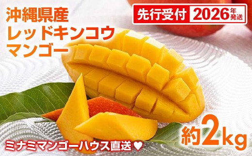 
            【先行受付】【2026年発送】ミナミマンゴーハウスの赤金煌(レッドキンコウ）マンゴー約2kg - 先行予約 沖縄県産 産地直送 南国フルーツ 旬の味覚 希少種 希少栽培 オススメ 沖縄県 八重瀬町
          