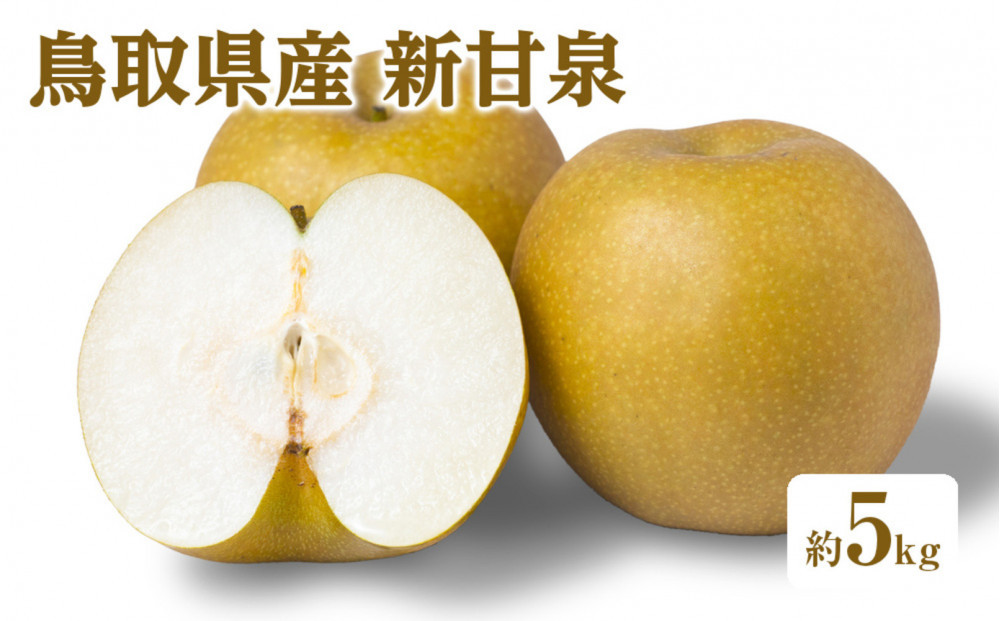 ＜数量限定＞＜2026年8月下旬以降順次発送予定＞鳥取県産新甘泉(約5kg) 【鳥取県 境港市】