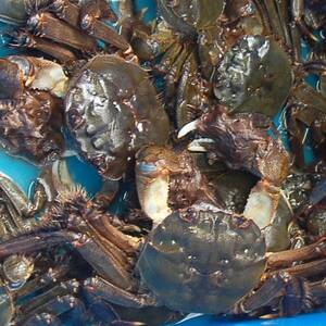天然　活モクズガニ　約1kg　兵庫県新温泉町　【配送不可地域：離島・北海道・沖縄県・東北・関東・九州】【1243508】