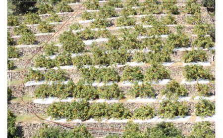 【先行予約受付　訳あり】田村みかん　10kg　※2026年11月下旬～2027年1月下旬頃に順次発送予定(お届け日指定不可)【uot717】