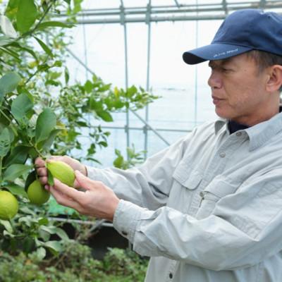 ふるさと納税 水俣市 環境マイスターと七面鳥が育てた「レモン」約2kg |  | 02