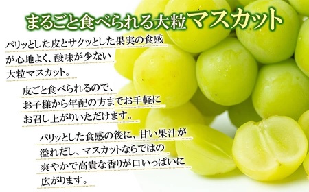 【令和6年産先行予約】鶴岡市産 シャインマスカット 約1kg(1～2房) JA庄内たがわ　A15-602