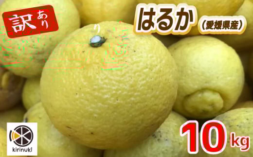 【1月中旬から発送予定】はるか 10キロ（ 訳あり ）|  はるか みかん 訳あり 柑橘  みかん 訳あり 柑橘  みかん 訳あり 柑橘 10kg 愛媛県 松山市