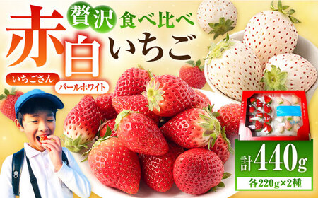 【先行予約】赤白いちご「いちごさん」＆「パールホワイト」セット 各220g / イチゴ 苺 ブランド果物 フルーツ 佐賀県産 白石町産 九州 佐賀県 白石町 [IBG002]