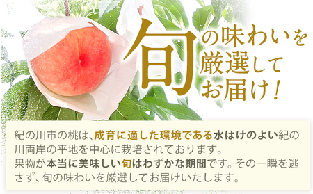 【贈答用/熨斗非対応】 秀品 和歌山の桃 約2kg (6玉~8玉) m&n果実園 【配送不可地域あり】 《6月中旬-7月下旬頃出荷》和歌山県 紀の川市 モモ 桃 もも 旬 白鳳 日川白鳳 なつっこ 果