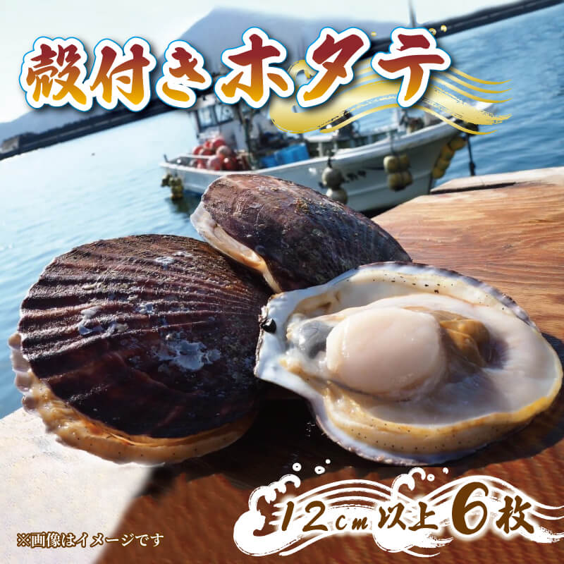 【ふるさと納税】 三陸産 特Lサイズ 活帆立 6枚 ホタテ 大粒 ほたて 帆立 刺身 おさしみ 新鮮 煮物 鍋 お鍋 バーベキュー BBQ 炙り 炙り焼き バター焼き 出汁 夕飯 おかず おつまみ 晩酌 海産物 海鮮 魚介 魚介類 大船渡 三陸 岩手県 国産