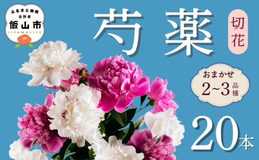 芍薬 切花 おまかせ2〜3品種 20本セット【2026年5月上旬より出荷】(Ca-001) ｜ 長野県 飯山市 花 はな フラワー プレゼント ギフト 母の日 しゃくやく シャクヤク