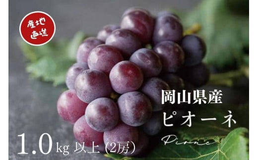 厳選 ニューピオーネ 2房 合計1.0kg以上 産地直送 朝採れ ぶどう 葡萄 Kawahara Green Farm 岡山県産 2025年