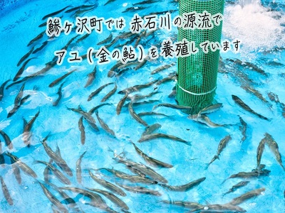 子持ち鮎 5尾 2パック セット 詰め合わせ 赤石川の金の鮎 真空冷凍パック 冷凍 鮎 あゆ アユ 魚 川魚 魚介 魚介類 海鮮 海鮮セット おかず おつまみ つまみ お酒のつまみ 酒のつまみ 夕飯 