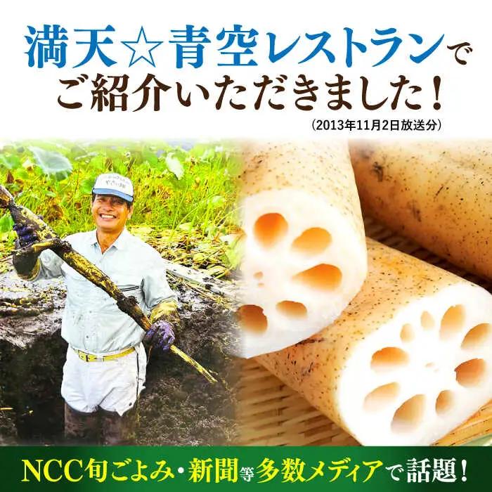 幻の唐比れんこん 3kg  AHCA003 れんこん