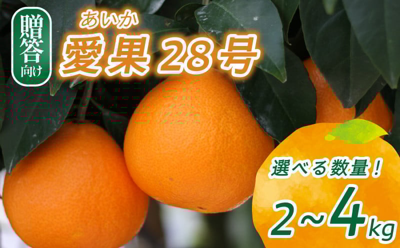 
            【2025年12月頃から発送】 愛果28号 贈答用 2kg / 4kg | 紅まどんな と同品種 まどんな 数量選択可 あいか みかん 数量限定 みかん 愛媛県産 みかん 愛果28号 松山市 みかん 中島 みかん 愛果28号 みかん 蜜柑 愛果28号 ミカン みかん 旬 愛果28号 
          