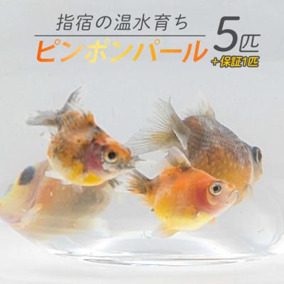 ふるさと納税 指宿市 【温水育ち】ピンポンパール5匹(010-1960)