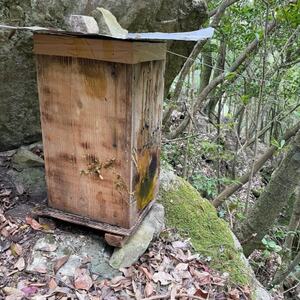 【数量限定】熊本県 美里町 はちみつ 純蜜 240g×2個【中蓮寺農園】【1625008】