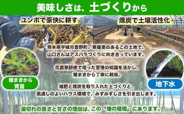  訳あり アスパラガス  約1kg (S～L) 【2026年7月上旬～2026年10月中旬発送予定】