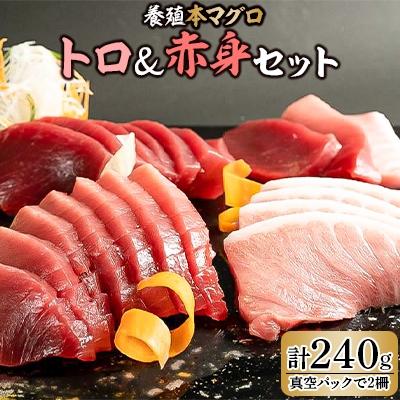 ふるさと納税 湯浅町 本マグロ(養殖)トロ&amp;赤身セット240g