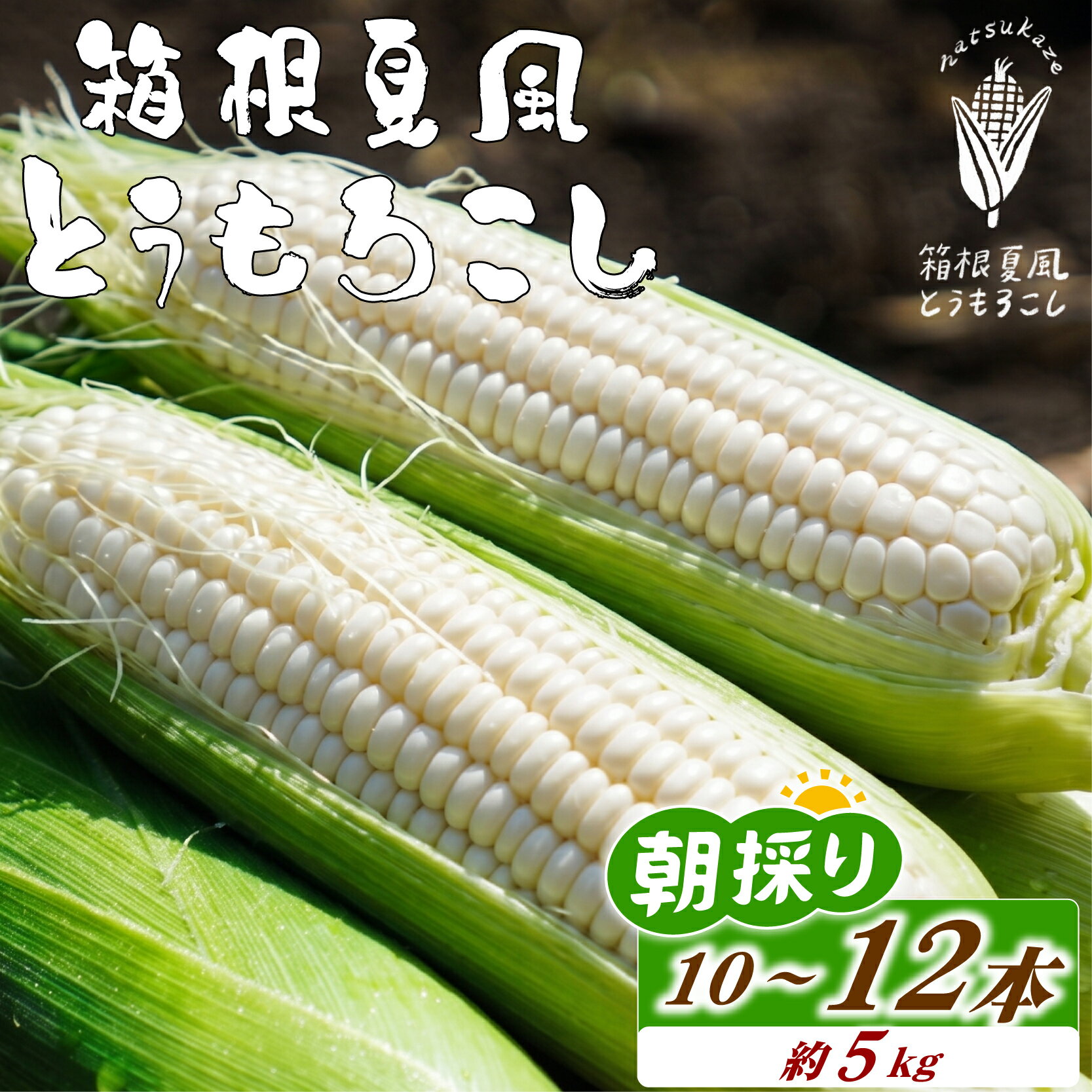 【ふるさと納税】 【先行予約7月上旬～順次発送】 箱根夏風とうもろこし ホワイト 10本-12本 野菜 夏野菜 トウモロコシ コーン 朝採れ 新鮮 甘い スイートコーン 産地直送 地元特産品 ギフト 贈り物 茹で方 旬 収穫時期 栄養 ビタミン 食物繊維 三島市 静岡県