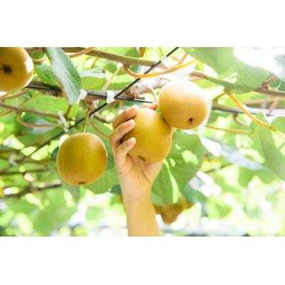 ふるさと納税 善通寺市 善通寺市産キウイ　「さぬきゴールド」 |  | 02