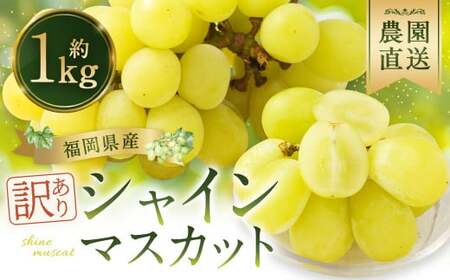 【訳あり】農園直送！ シャインマスカット 約1kg 【2026年8月発送予定】 ぶどう マスカット 果物 フルーツ