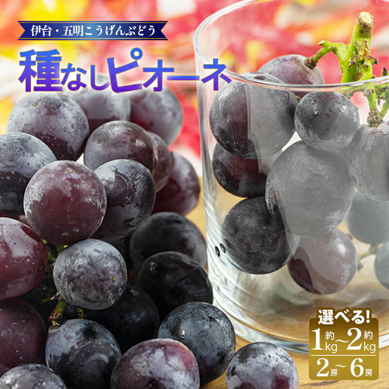 【ふるさと納税】 種なしピオーネ 約1kg／約2kg 大粒 ぶどう ブドウ フルーツ 果物 冷蔵 期間限定 伊台五明こうげんぶどう 甘い 種無し 皮離れ良好 ジューシー 贈答用 ギフト 家庭用 人気 お取り寄せ 愛媛県 松山市 送料無料