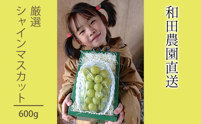 [先行受付] 厳選 北海道 仁木町産 シャインマスカット 1房 約600g 果物 ぶどう フルーツ 果物類 ブドウ シャインマスカット マスカット [和田農園]