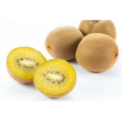 ふるさと納税 善通寺市 善通寺市産キウイ　「さぬきゴールド」