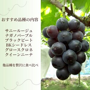 れいわぶどう園 シャインマスカット 農園おすすめ品種 食べ比べ 2～3房 | ぶどう 前橋市 群馬県