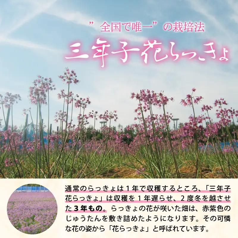 『こだわりの三年掘り栽培』 福井特産 三年子花らっきょギフト 【甘酢 漬け 国産 漬け物 お漬物 ラッキョウ らっきょう】 [B-0701]