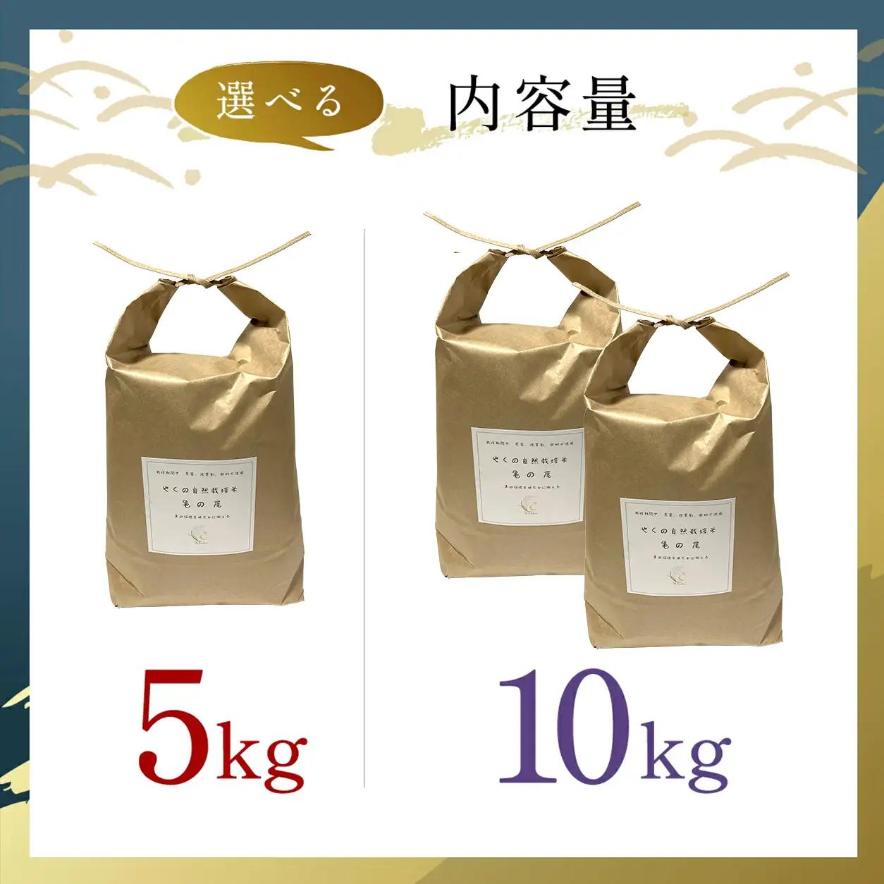令和8年産 先行予約 やくの自然栽培米 亀の尾 白米 10kg ゆたか（ゆたか自然農園）