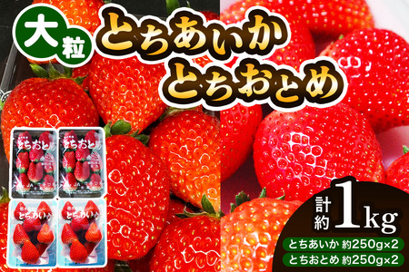 大粒とちあいか＋大粒とちおとめ 計4パック／約1kg (各2パック)《2026年1月上旬より順次発送》数量限定 [0782]