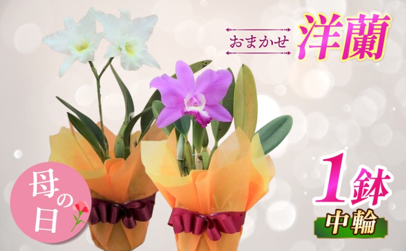 
                  【先行受付：5月出荷】 母の日に！おまかせ洋蘭 中輪 1鉢 感謝の気持ちを込めて～ステキな洋蘭 おまかせ 母の日 母の日プレゼント 母の日ギフト 贈り物 ギフト プレゼント 花 フラワー お花 カトレア 先行予約 先行受付
                