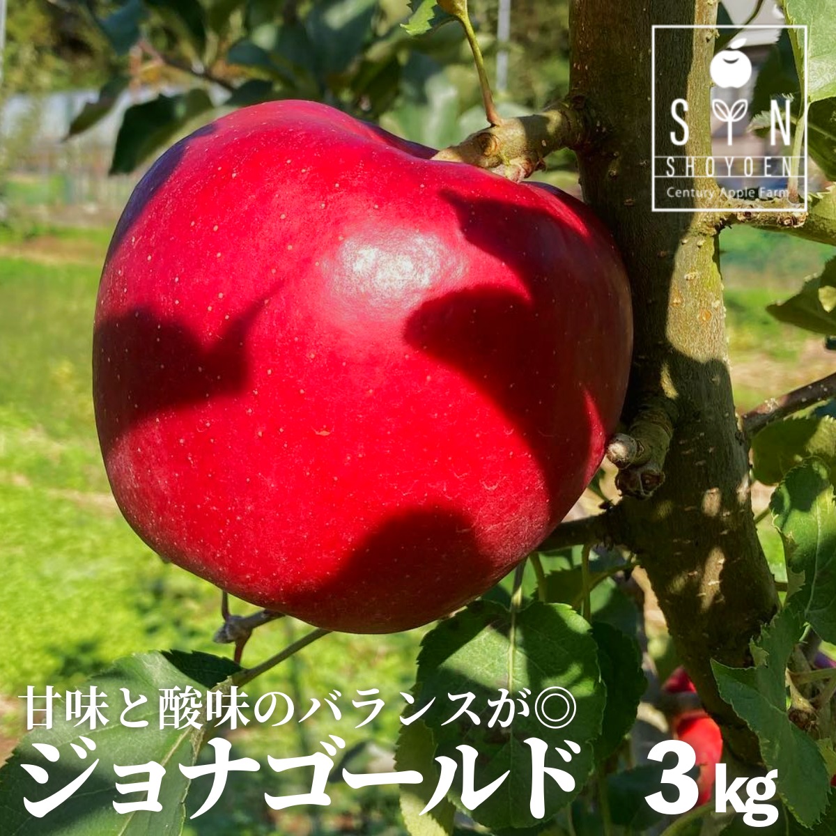 松陽園 樹上 完熟 りんご ジョナゴールド 3kg 7個～9個 先行予約 2026年10月中旬発送 林檎 リンゴ フルーツ 果物 果実 岩手県 遠野市 産 贈答 ギフト プレゼント 農家直送 産地直送【ふるさと納税】