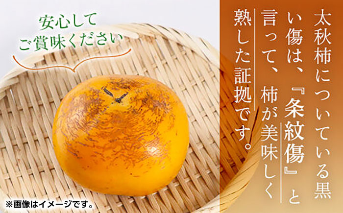 【先行予約】太秋 柿 約3kg【くまふる】 [ZBG075]