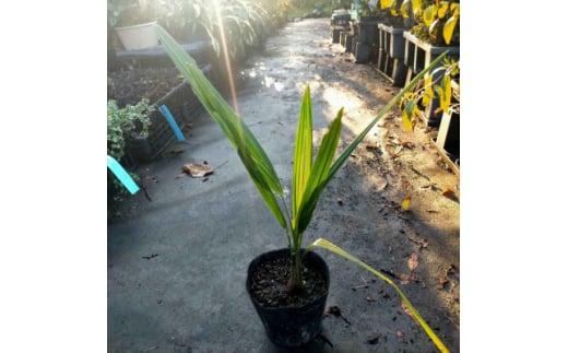 素敵な植物 ココスヤシ 2本セット
